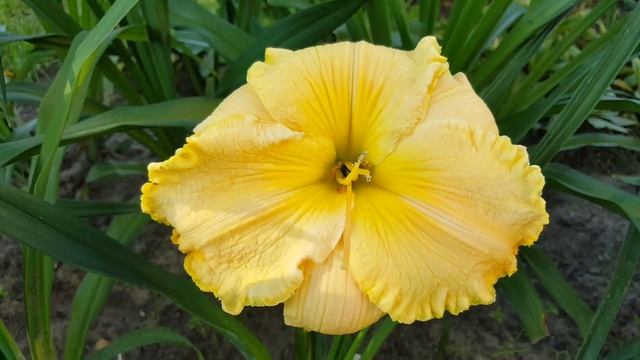 Лилейник Тотал Лук . Hemerocallis Total Look . смотреть онлайн