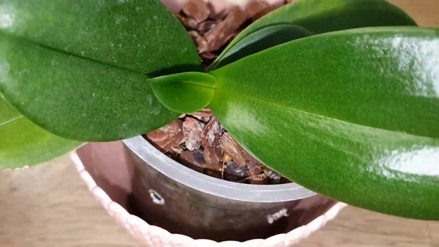 ОДИН ФРЕШ НА ТРОИХ?ОРХИДЕЯ АРОМАТНЫЙ ШАФРАН ? смотреть онлайн