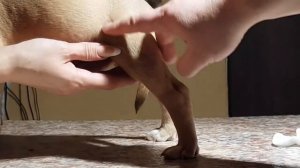 Как делать внутримышечные уколы щенку