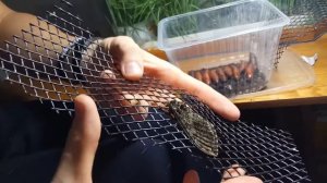 Как вырастить бабочку № 4  Бражник, бабочкарий, ферма бабочек