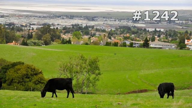 #1242. Коровы и буйволы (В мире животных) смотреть онлайн