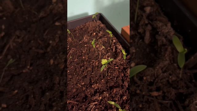 Can’t wait until spring! #growyourown #growlight #plants # rosemary смотреть онлайн