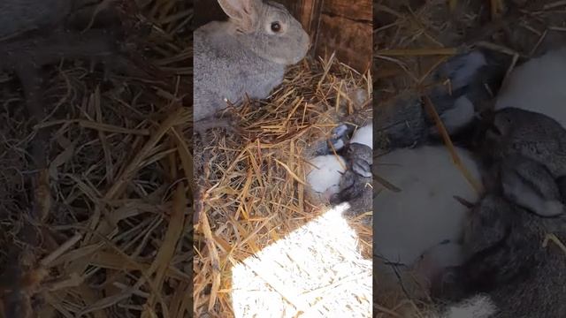Кролики. Новорождённые кролики 8 дней. смотреть онлайн