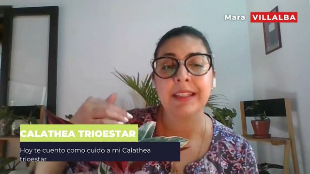 CALATHEA TRIOESTAR смотреть онлайн