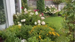 Гортензии в саду , новый сорт в моем саду ❤️