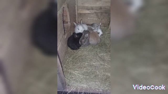Крольчатам от двух пород: Бабочка+Белый паннон 1 месяц смотреть онлайн