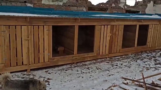 Приюту нужен ремонт здания для стерилизации смотреть онлайн