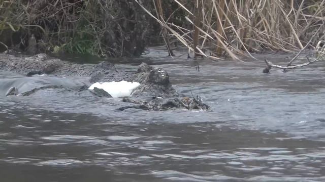 НЕ ЗРЯ ПРОБИРАЛСЯ В ЭТУ ГЛУШЬ, тут щука под каждой корягой. Рыбалка на спиннинг поздней осенью 2022 смотреть онлайн