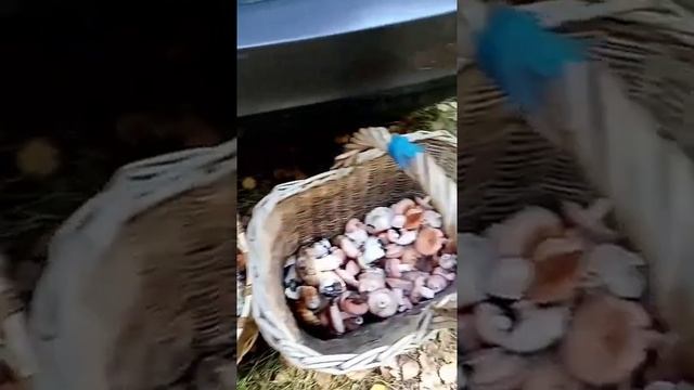 Грибной сезон 2021 #грибы #тихаяохота #белыегрибы #волнушка #август #влесу #загрибами #грибники смотреть онлайн