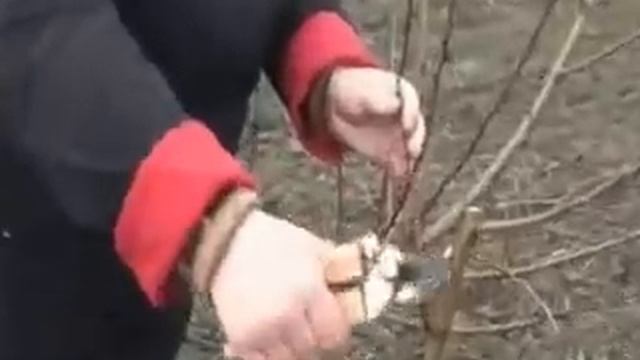 обрезка персика 3 .mp4 смотреть онлайн