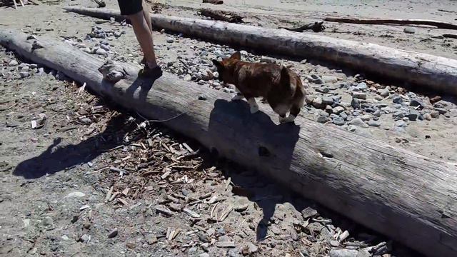 Корги Булка в Канаде. смотреть онлайн