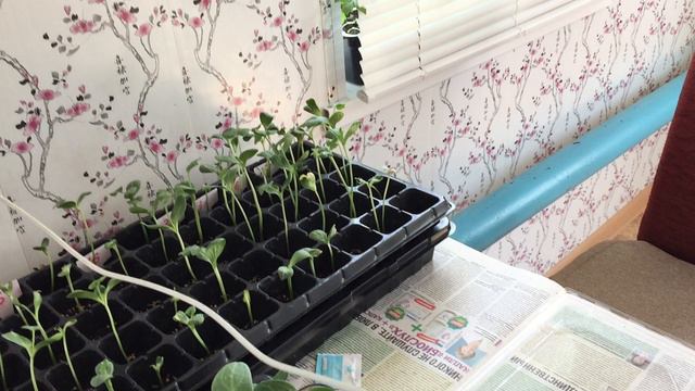 Как правильно прививать арбузы на лагенарию