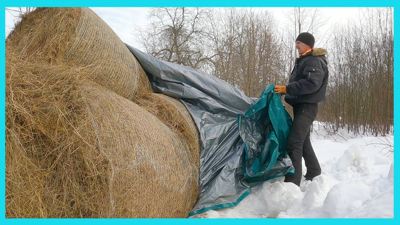 Еле откопал остатки сена, ждем отел и весенние будни хозяйства в деревне! смотреть онлайн