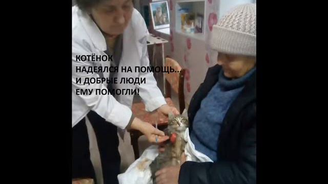 СПАСЕНИЕ БЕЗДОМНОГО КОТЁНКА СО СКАЛЬПИРОВАННОЙ ЛАПКОЙ смотреть онлайн