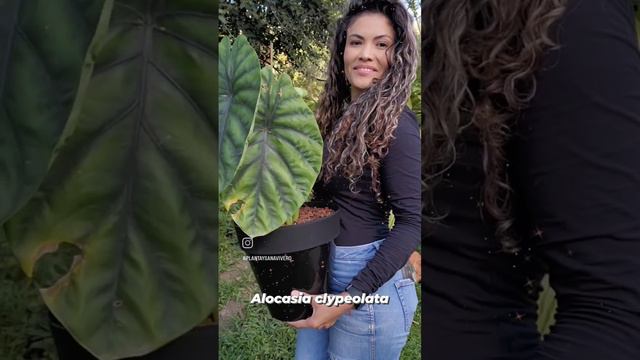 Mi alocasia Clypeolata green shield 💚 смотреть онлайн