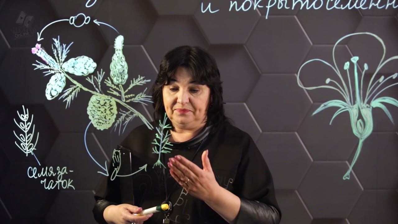 Жизненные циклы голосеменных и покрытосеменных растений. 8 класс. смотреть онлайн