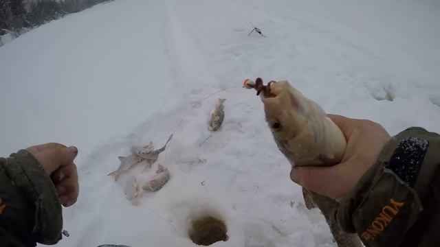Попали на жор в середине зимы! Река Етыпур расщедрилась в глухозимье! смотреть онлайн