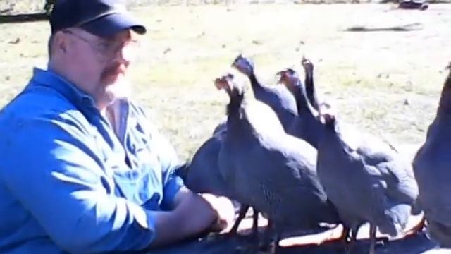 Guinea Fowl singing loud and proud смотреть онлайн