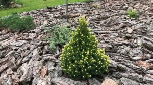 Второе цветение ели Рэйнбоуз Энд! Описание сорта! Picea glauca Rainbow's Еnd