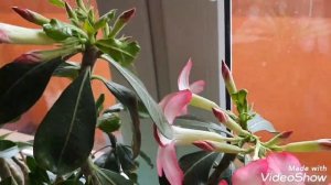ОГРОМНЫЕ БУТОНЫ И СЕКРЕТЫ ЦВЕТЕНИЯ АДЕНИУМОВ! ADENIUM#Adenium#desert rose