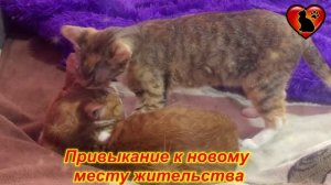 Почему Кот Мяукает Без Причины? Что Кот Хочет Сказать?