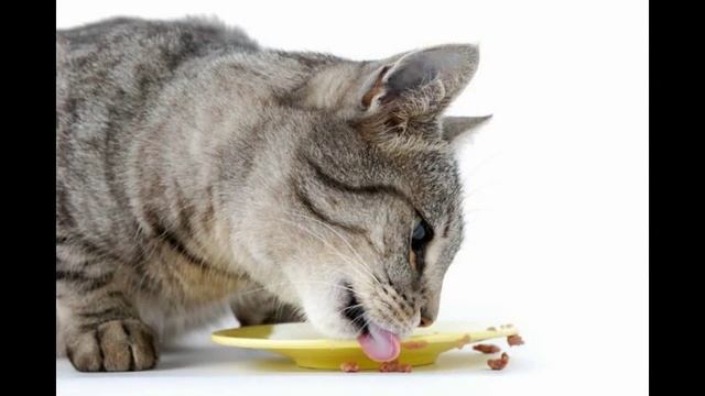 пронатюр корм для кошек смотреть онлайн