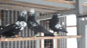 Свердловские голуби чернозобые +7(925)502-25-09