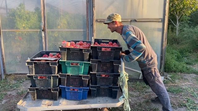 Теплица томатный сок и я уезжаю в Сороки 16 часть (Глухие) смотреть онлайн