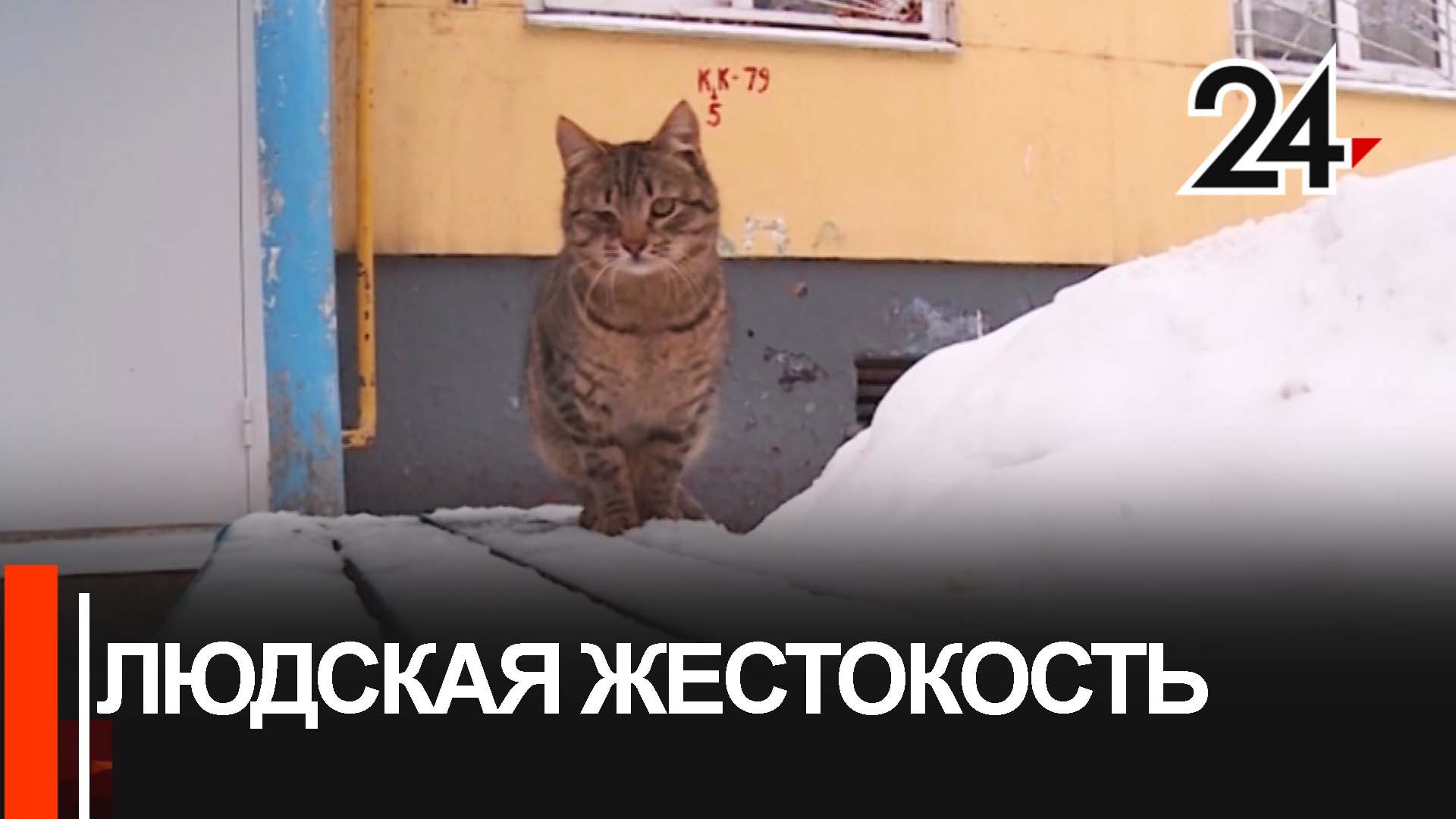 Под Набережными Челнами обнаружили мертвых собак смотреть онлайн