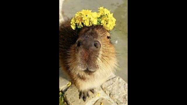 Капибара одна из самых интересных животных. Капибары топ интересных фактов про зверей. КопиЛайк 6+ смотреть онлайн