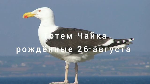 Тотем Чайка рождённые 26 августа смотреть онлайн