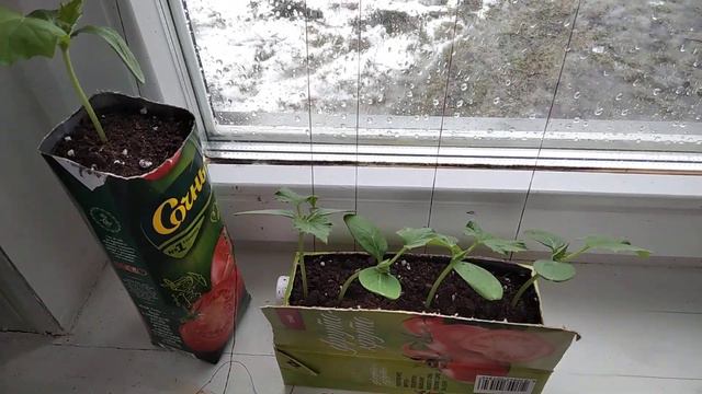 Огурцы на подоконнике. смотреть онлайн