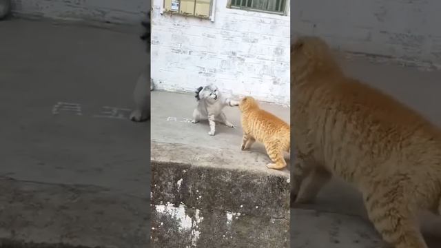 super Katt #katt #super #супер #кот #реакция #собака #кошки смотреть онлайн