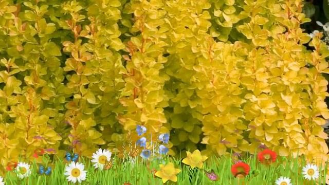 Барбарис тунберга Мария ? Обзор: посадка и уход. саженцы барбариса Мария: описание и особенности смотреть онлайн