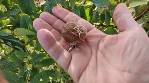 Грецкий орех. Сорт Идеал