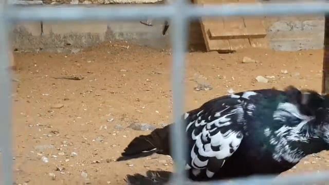Венгерский великан голубь Hungarian Giant Dove pigeon смотреть онлайн
