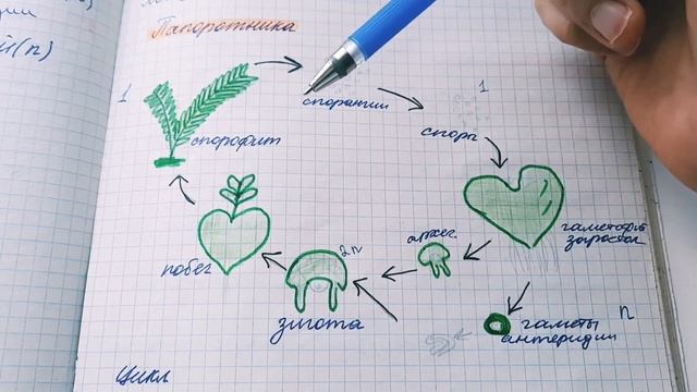 Жизненный цикл папоротника.Готовимся к ЕГЭ и ОГЭ смотреть онлайн