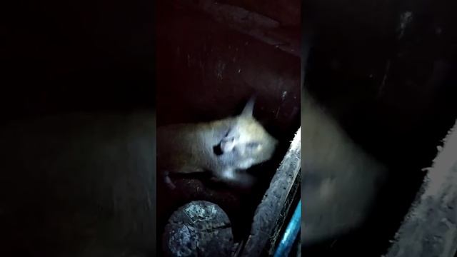 поросенок девочка смотреть онлайн