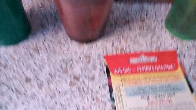 #ПОЛИАНТОВЫЕ #РОЗЫ ИЗ СЕМЯН. ЦВЕТЕНИЕ В ПЕРВЫЙ ГОД. ПОДКОРМКИ. смотреть онлайн