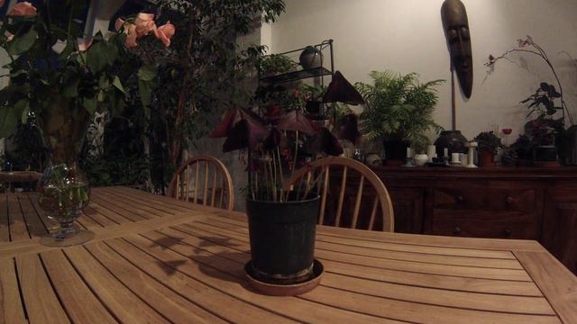 Purple Oxalis filmed with GoPro Hero 3 смотреть онлайн
