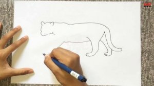 How to Draw a Jaguar With This Easy Jaguar Drawing Step by Step Sketch for Beginners
