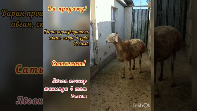 📲+996 700 885 630 цена 110000сом Баран производитель адрес: г.Бишкек | авганские овцы смотреть онлайн