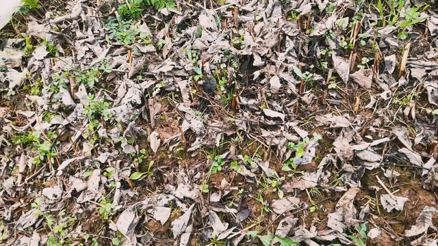Снег и заморозки на майские выходные. Нескучные дни на даче смотреть онлайн