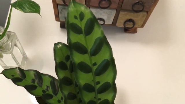 TANAMAN HIAS CALATHEA LANCIFOLIA