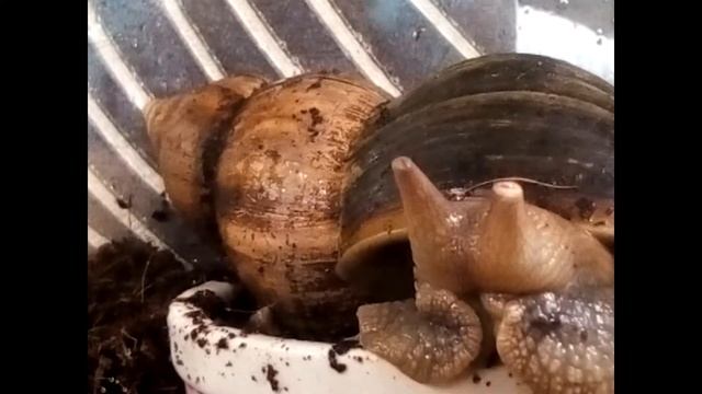 Внезапные глаза Ахатин смотреть онлайн