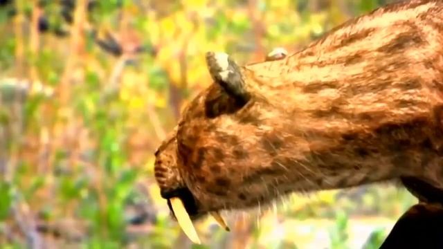 ТИГР против  САБЛЕЗУБОГО ТИГРА ! КТО СИЛЬНЕЕ ?