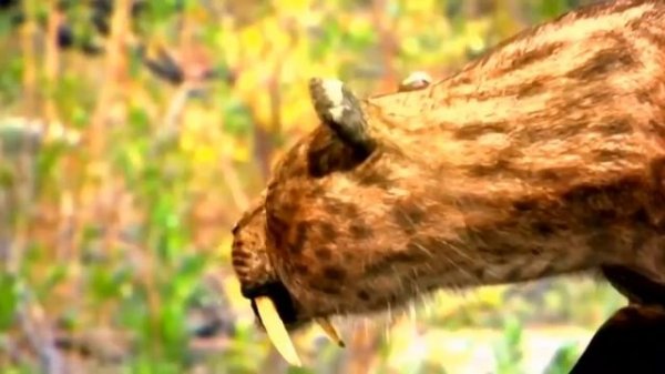 ТИГР против  САБЛЕЗУБОГО ТИГРА ! КТО СИЛЬНЕЕ ?