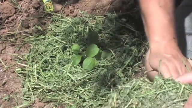 Growing yellow crooked neck squash in the desert смотреть онлайн