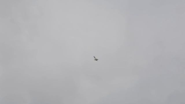 Голуби Михаила ,различие пород !! Специально для подписчиков канала .#pigeons#голуби# смотреть онлайн