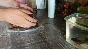 Аквариум в трехлитровой банке для самки петушка! Изготовление вабикусы.
